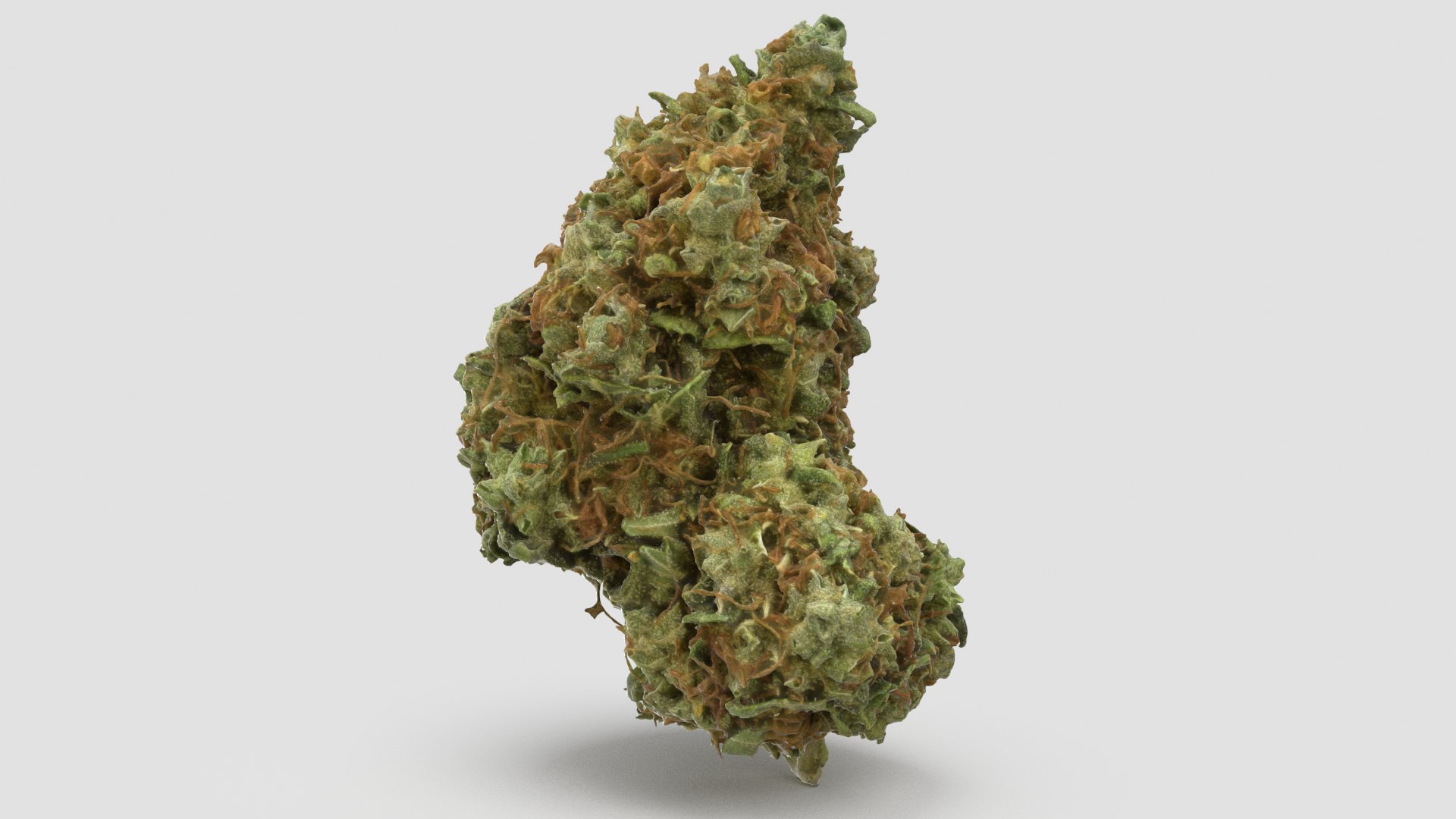 cannabis bud scan 3D model https://p.turbosquid.com/ts-thumb/QT/JDxFFJ/PX73KROT/gsc2_r3/png/1588173916/1920x1080/fit_q87/ce512e0a59c27dc1704e5984bdca3166f2844ac5/gsc2_r3.jpg