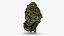 Cannabis Collection 2