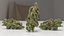 Cannabis Collection 2