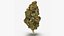 Cannabis Collection 2