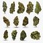 Cannabis Collection 2