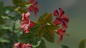 Red Hibiscus plant