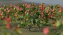 Red Hibiscus plant