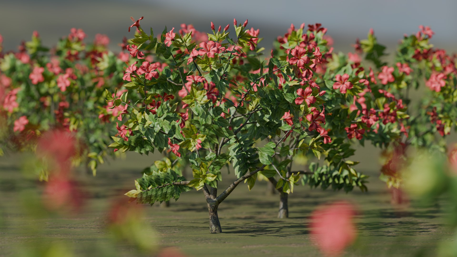Garden Flowers 3D https://p.turbosquid.com/ts-thumb/QT/R4vCOc/dd/1/png/1786659962/1920x1080/fit_q87/6ae7364feb6118a564e47d7ee40e04eb9792b61c/1.jpg