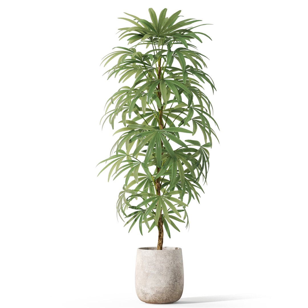 Plants collection 1059 model https://p.turbosquid.com/ts-thumb/QT/aCJfhR/Ia/plant_1059_01/jpg/1709899033/1920x1080/fit_q87/38e44d68540a5e71cecb36dd2663e65ee2d180b6/plant_1059_01.jpg