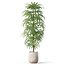 Plants collection 1059