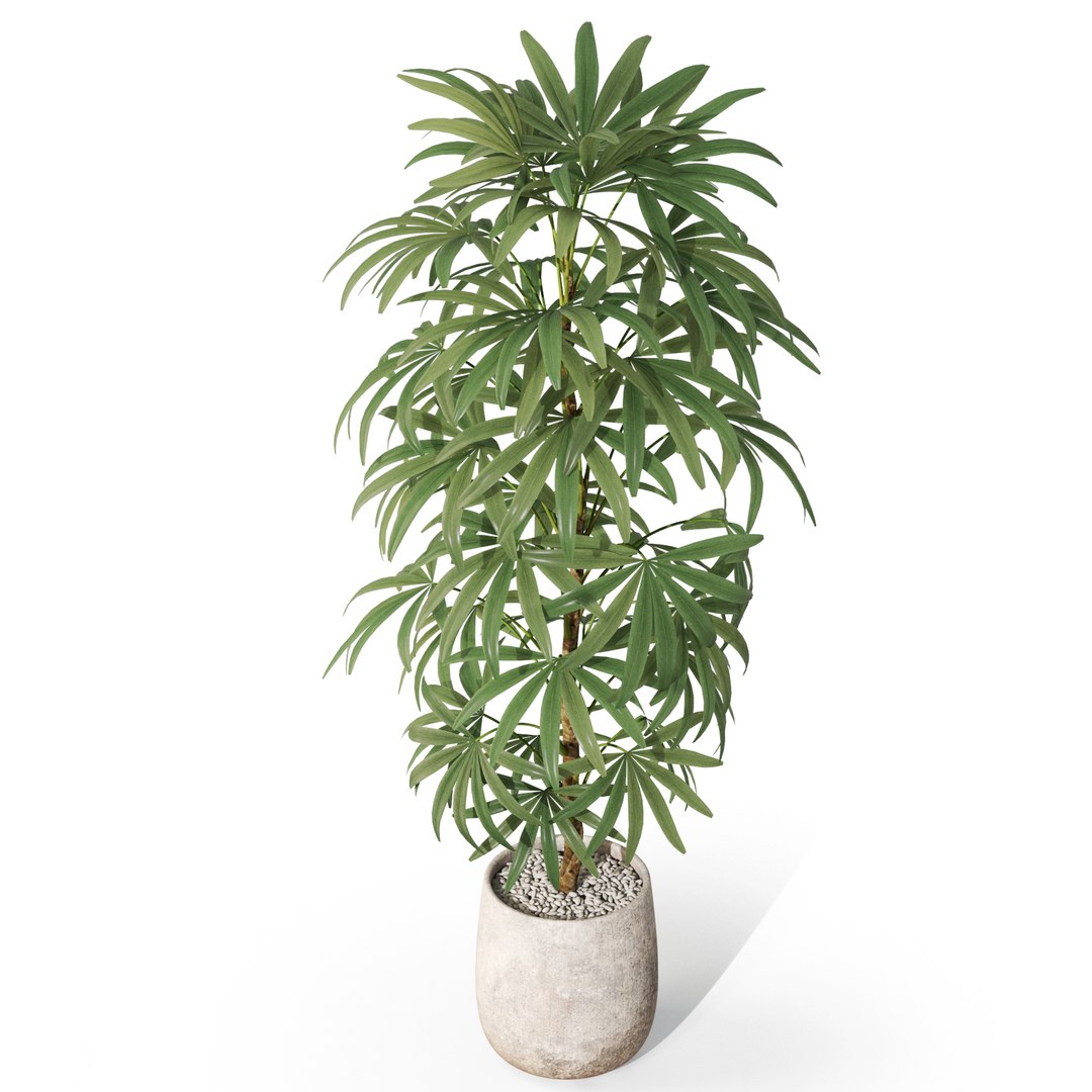 Plants collection 1059 model https://p.turbosquid.com/ts-thumb/QT/aCJfhR/Vg/plant_1059_03/jpg/1709899034/1920x1080/fit_q87/f9f473ead21c0a0124b5ef8f28738ed7e441b86d/plant_1059_03.jpg