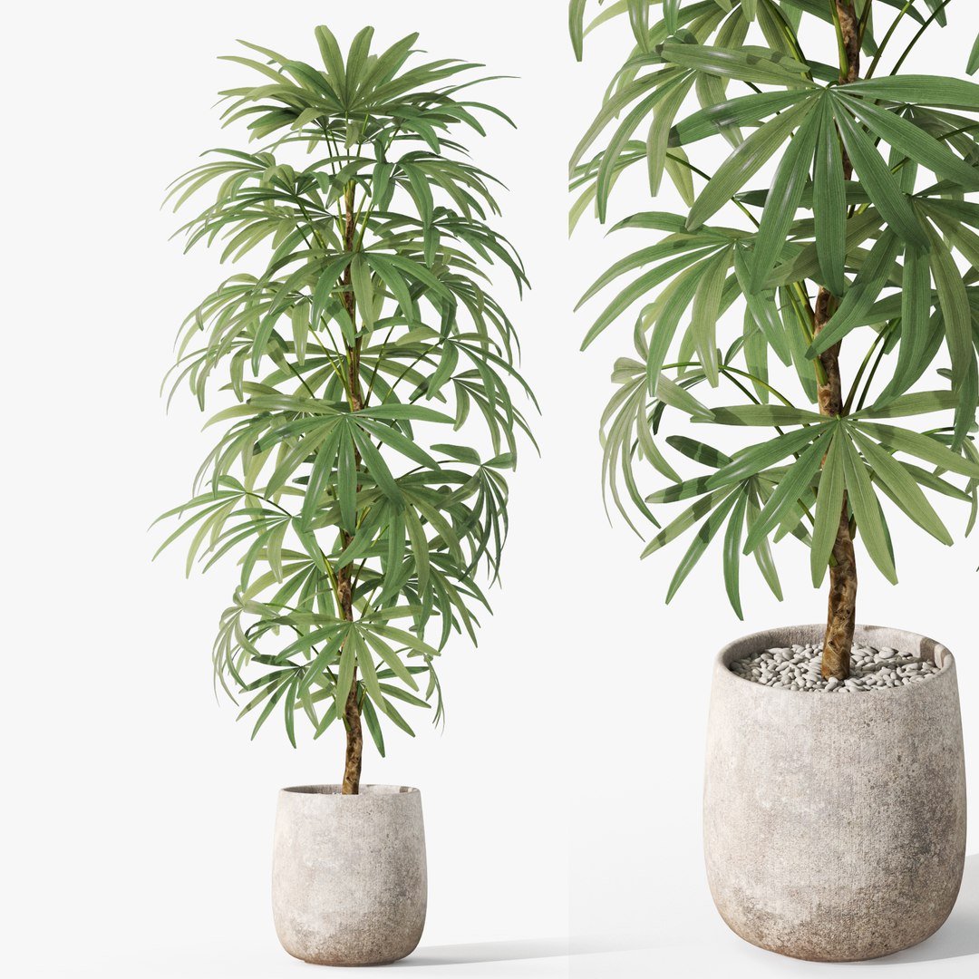 Plants collection 1059 model https://p.turbosquid.com/ts-thumb/QT/aCJfhR/mu/plant_1059_247/jpg/1709899032/1920x1080/fit_q87/c5e637416a5954769a7f2c8678ac38c78a28beba/plant_1059_247.jpg