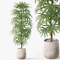 Plants collection 1059