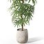 Plants collection 1059