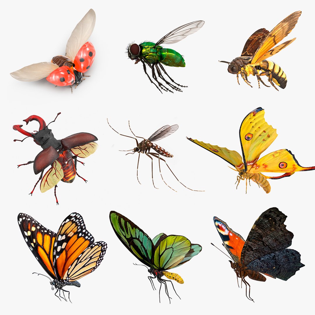 Flying Insects Collection 4 3D model preview