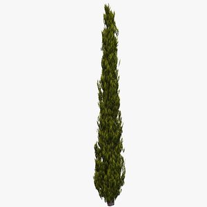 Italian Cypress 2A