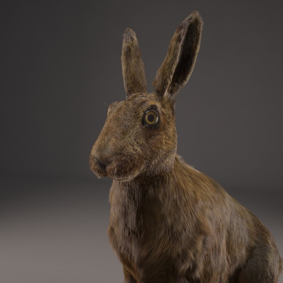 Полярный заяц 3д модель. Кролик stl. Заяц pi1-034 stl. Мод зайцы. Кролик stl.