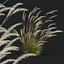 HQ Plants Calamagrostis Acutiflora Karl Foerster V3 Windy