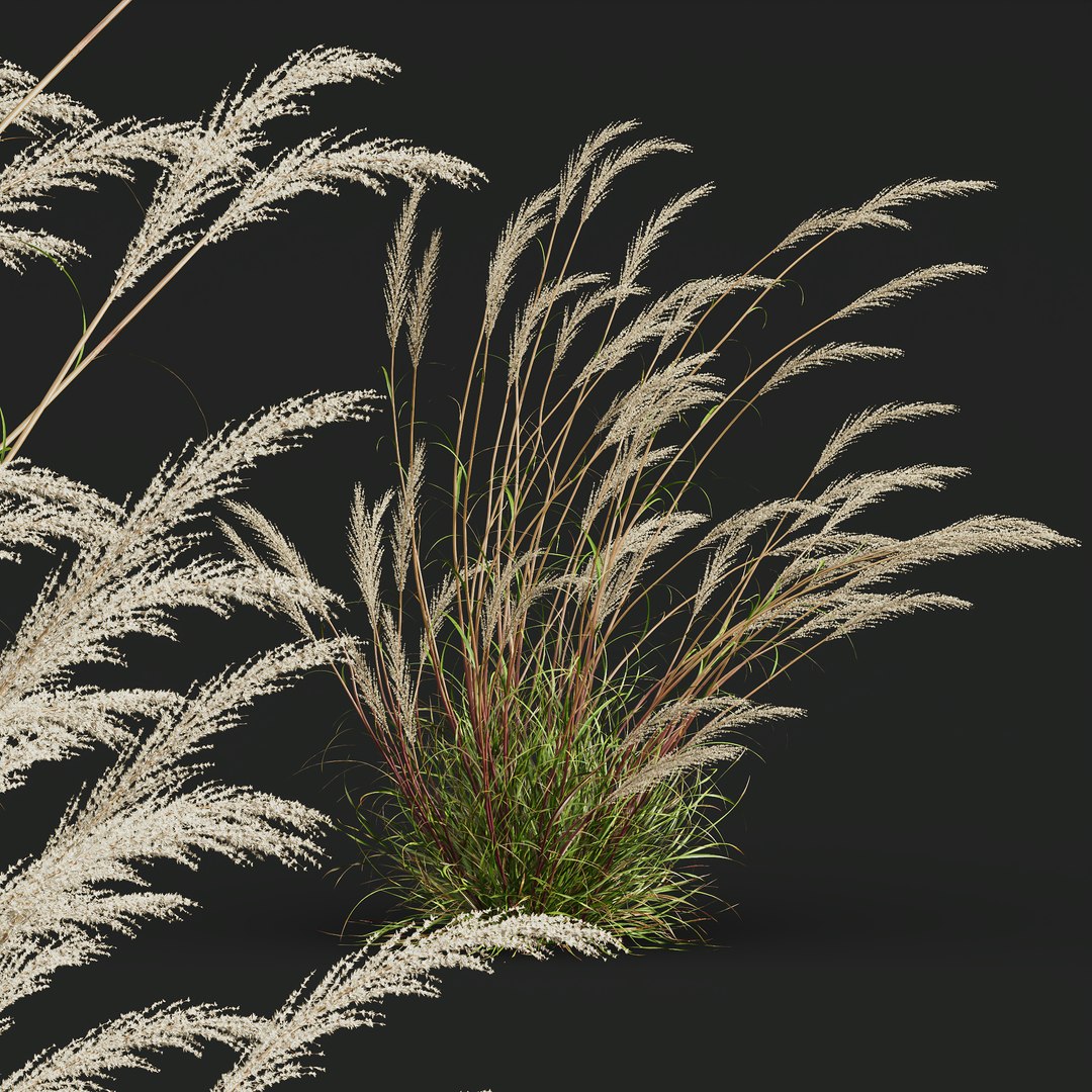 3D HQ Plants Calamagrostis Acutiflora Karl Foerster V3 Windy https://p.turbosquid.com/ts-thumb/QT/yKGWAa/CA/z03/png/1694283175/1920x1080/fit_q87/55e5dfc641d655a119a93ac1508c58b647382ec7/z03.jpg