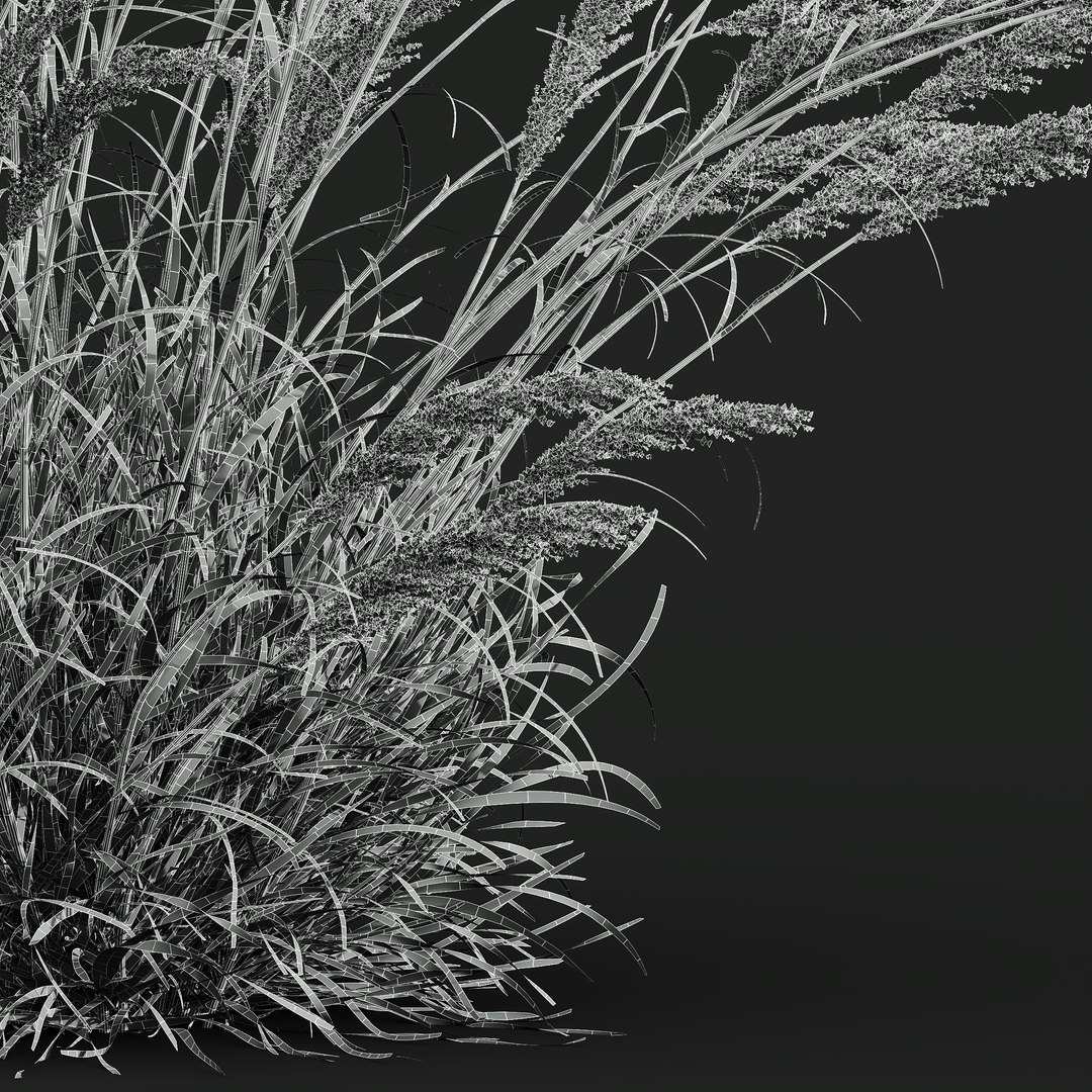 3D HQ Plants Calamagrostis Acutiflora Karl Foerster V3 Windy https://p.turbosquid.com/ts-thumb/QT/yKGWAa/WW/z04/png/1694283202/1920x1080/fit_q87/013c08347a0f31a0f53407f40eae1444bfdc17b7/z04.jpg