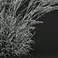 HQ Plants Calamagrostis Acutiflora Karl Foerster V3 Windy