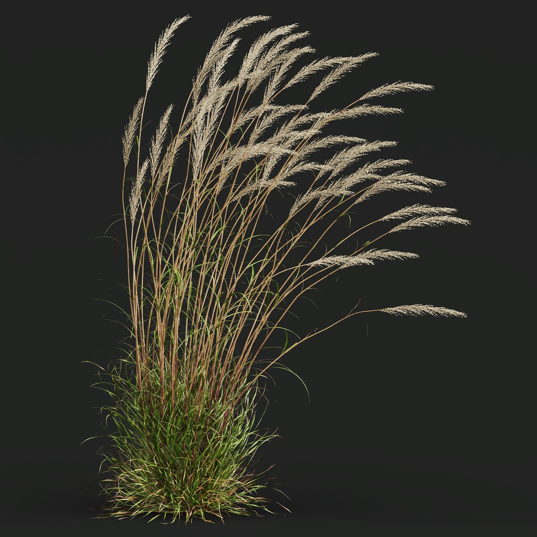 3D HQ Plants Calamagrostis Acutiflora Karl Foerster V3 Windy https://p.turbosquid.com/ts-thumb/QT/yKGWAa/Y2/z02/png/1694283162/1920x1080/fit_q87/37d224945d1c329f92695eb875bf0f8557884684/z02.jpg