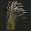 HQ Plants Calamagrostis Acutiflora Karl Foerster V3 Windy