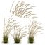 HQ Plants Calamagrostis Acutiflora Karl Foerster V3 Windy