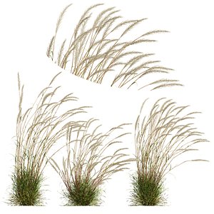 HQ Plants Calamagrostis Acutiflora Karl Foerster V3 Windy