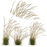HQ Plants Calamagrostis Acutiflora Karl Foerster V3 Windy