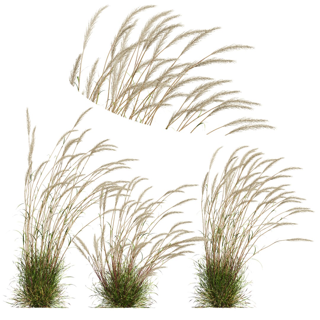 3D HQ Plants Calamagrostis Acutiflora Karl Foerster V3 Windy https://p.turbosquid.com/ts-thumb/QT/yKGWAa/u6/z01/png/1697715693/1920x1080/fit_q87/31088ecf8a6902ab12d6521d6d3ab1bb6322905e/z01.jpg