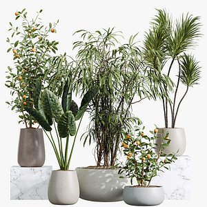 AV Indoor Plants Set 382 Orange Tree and Yucca and Japandi Decorative and Cunjevoi Alocasia