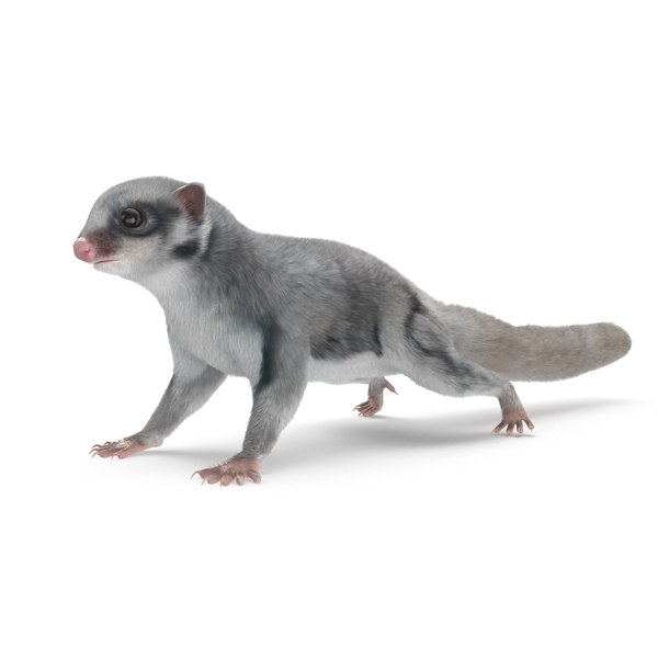 フクロモモンガ3Dモデル - TurboSquid 1379844