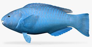 blue parrotfish fbx