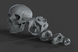 scans skulls 3D model