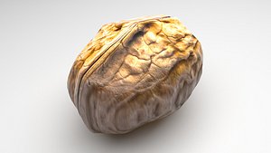 Walnut Shell 3D model