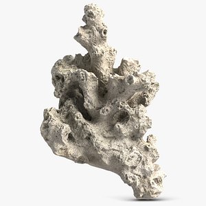 3d coral model