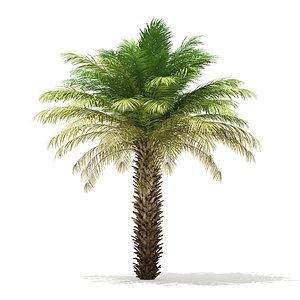 3D date palm tree 5m