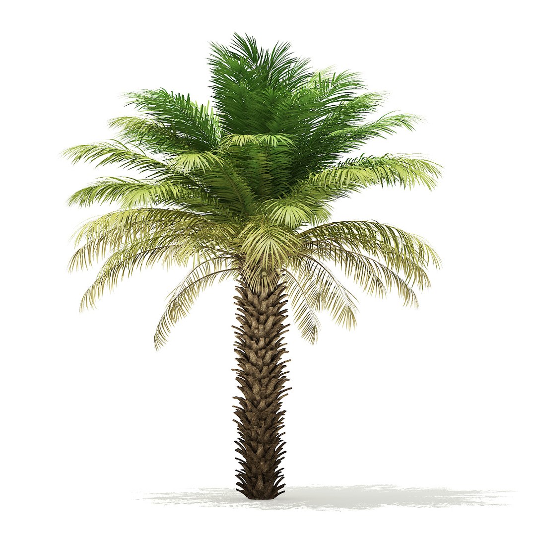 3D Date Palm Tree 5m - TurboSquid 1354652