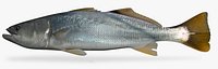Yellowtail Corvina