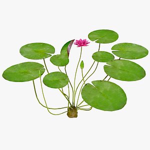 Water Lily