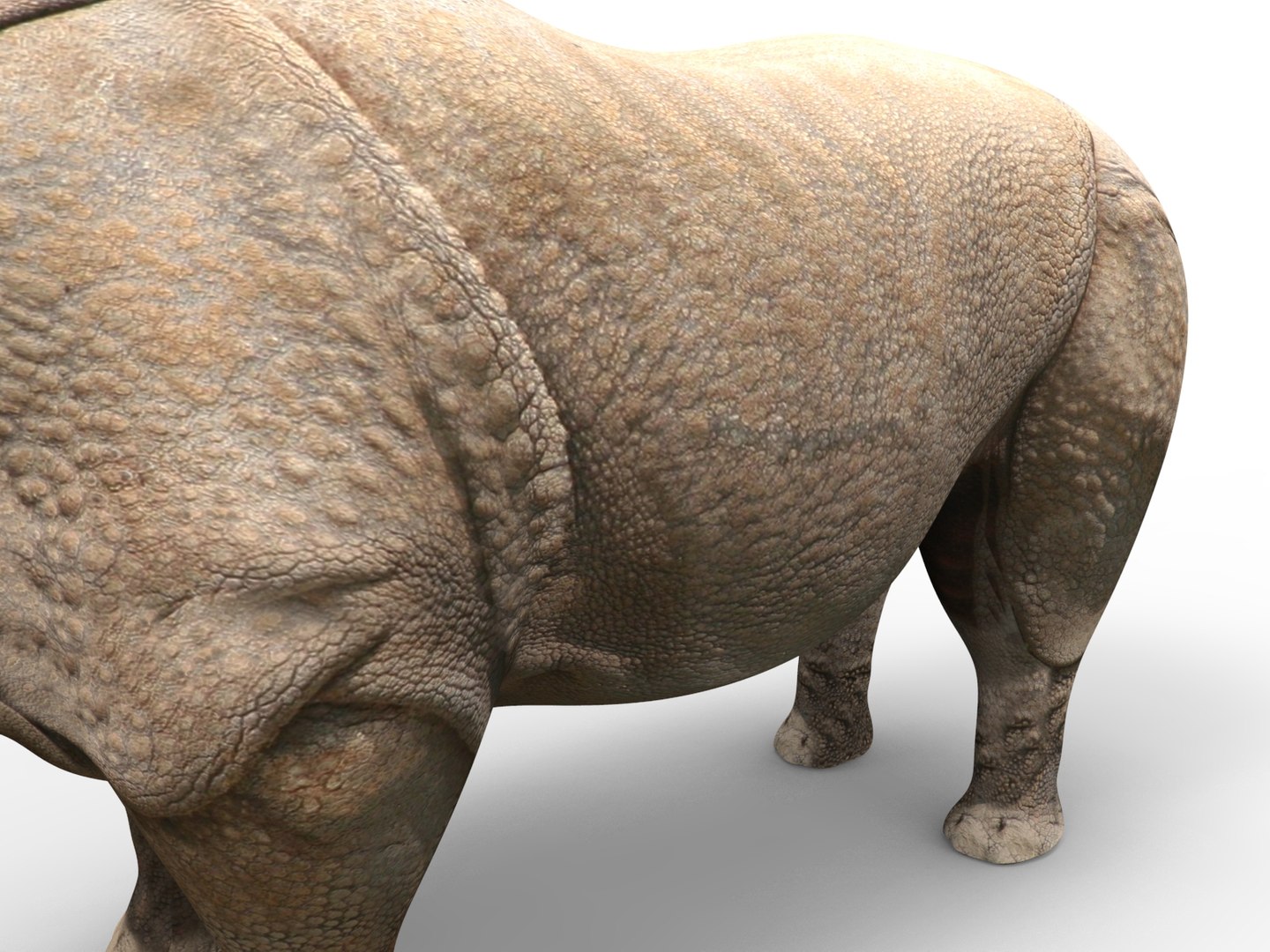 3D Realistic Rhino Rigged Animation - TurboSquid 1271268