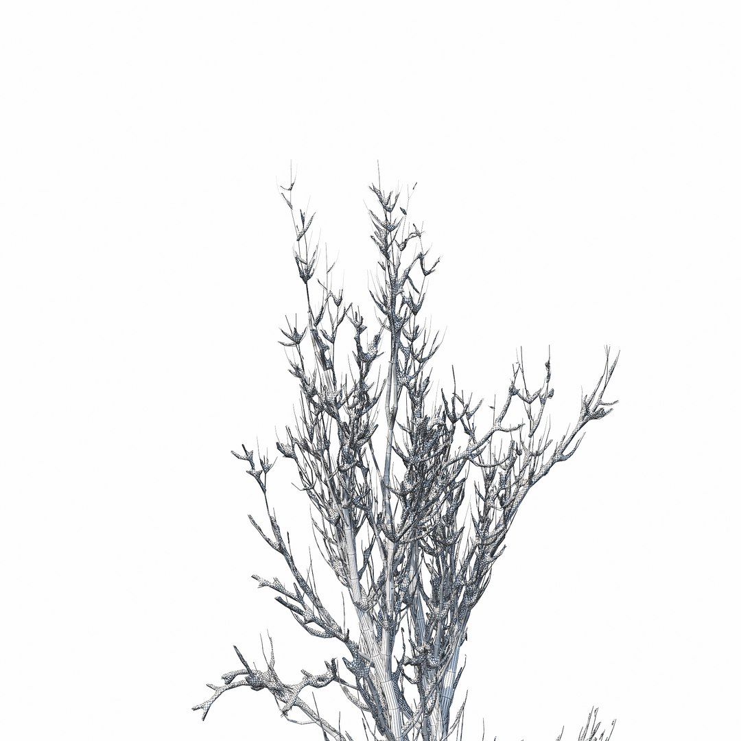 winter tree 024 3D model https://p.turbosquid.com/ts-thumb/QV/hAxkTz/2rJequEM/w_010copy/jpg/1513247619/1920x1080/fit_q87/09a42e6f850c5027ed35786000b56b226a999355/w_010copy.jpg