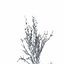 Winter Tree 024