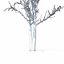 Winter Tree 024