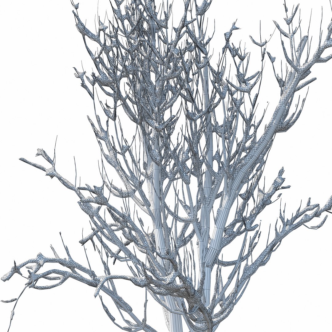 winter tree 024 3D model https://p.turbosquid.com/ts-thumb/QV/hAxkTz/DfihVeE8/w_011copy/jpg/1513247619/1920x1080/fit_q87/9a54d998ebb33193b1435a47a5e25c6031ddb62c/w_011copy.jpg
