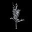 Winter Tree 024