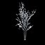 Winter Tree 024