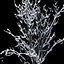Winter Tree 024