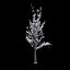 Winter Tree 024