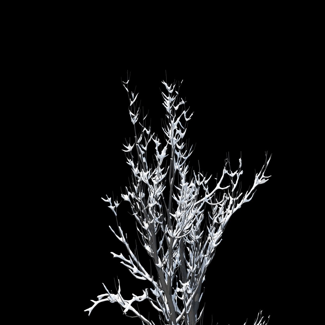 winter tree 024 3D model https://p.turbosquid.com/ts-thumb/QV/hAxkTz/jBoLsS27/010copy/jpg/1513247619/1920x1080/fit_q87/2ff3e280c3537fb63ad5b983c92aedeb950beddc/010copy.jpg