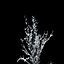 Winter Tree 024
