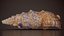 15 Collezione di conchiglie scansionate in 3D 2
