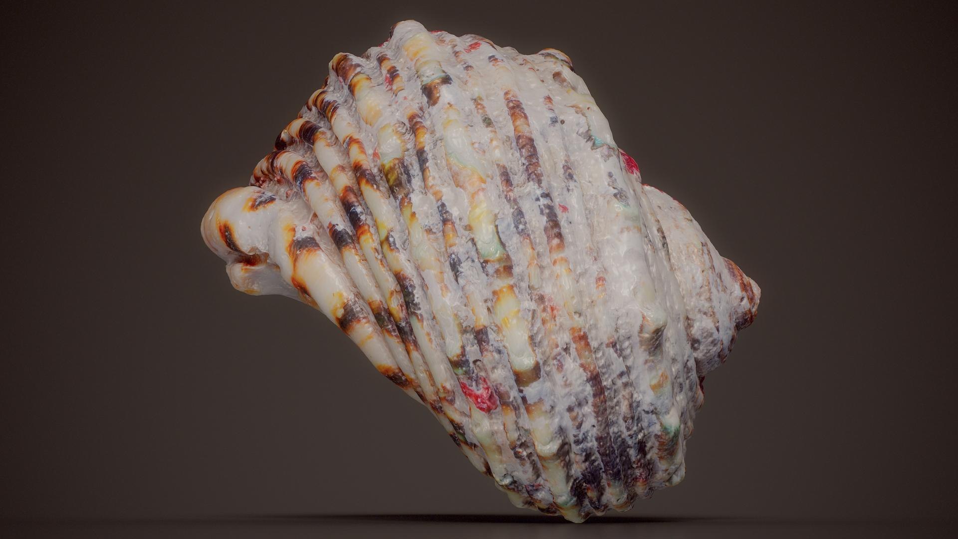 15 3D Scanned Shell Collection 2 3D model https://p.turbosquid.com/ts-thumb/QV/jX812x/PV/conical_top_shell_tectus_niloticus_shell_27_fullquality/jpg/1767620113/1920x1080/fit_q87/a4c4149a0c3b044a236c0ad8be3fe930d31d615e/conical_top_shell_tectus_niloticus_shell_27_fullquality.jpg